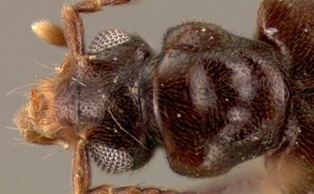 Media type: image;   Entomology 27481 Aspect: head dorsal view